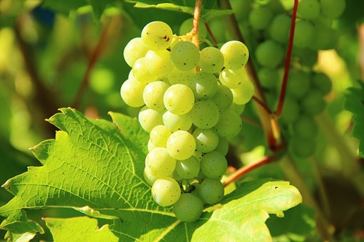 2019_grapes-276070__340 2019_grapes-276070__340